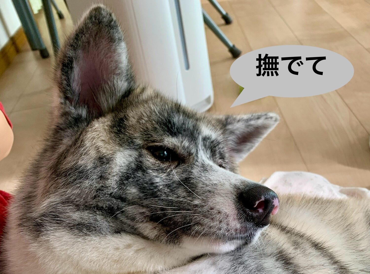 こころみたすペット思い出セレモニーにて葬儀したペットちゃん | りんちゃん