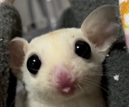 こころみたすペット思い出セレモニーにて葬儀したペットちゃん | びぃくん