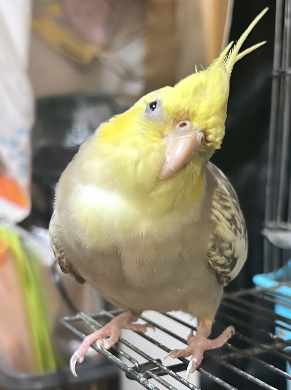 こころみたすペット思い出セレモニーにて葬儀したペットちゃん | シナモンちゃん