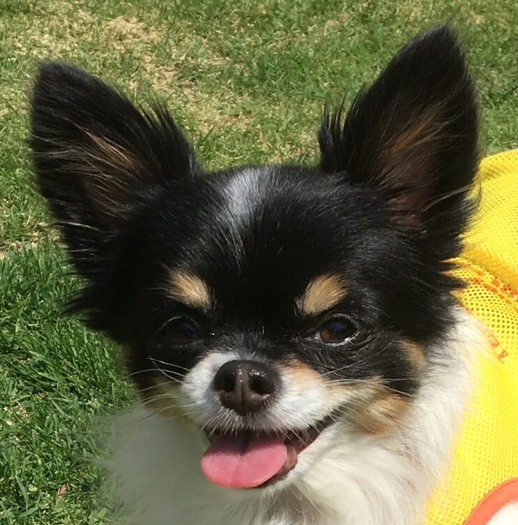こころみたすペット思い出セレモニーにて葬儀したペットちゃん | あずきちゃん