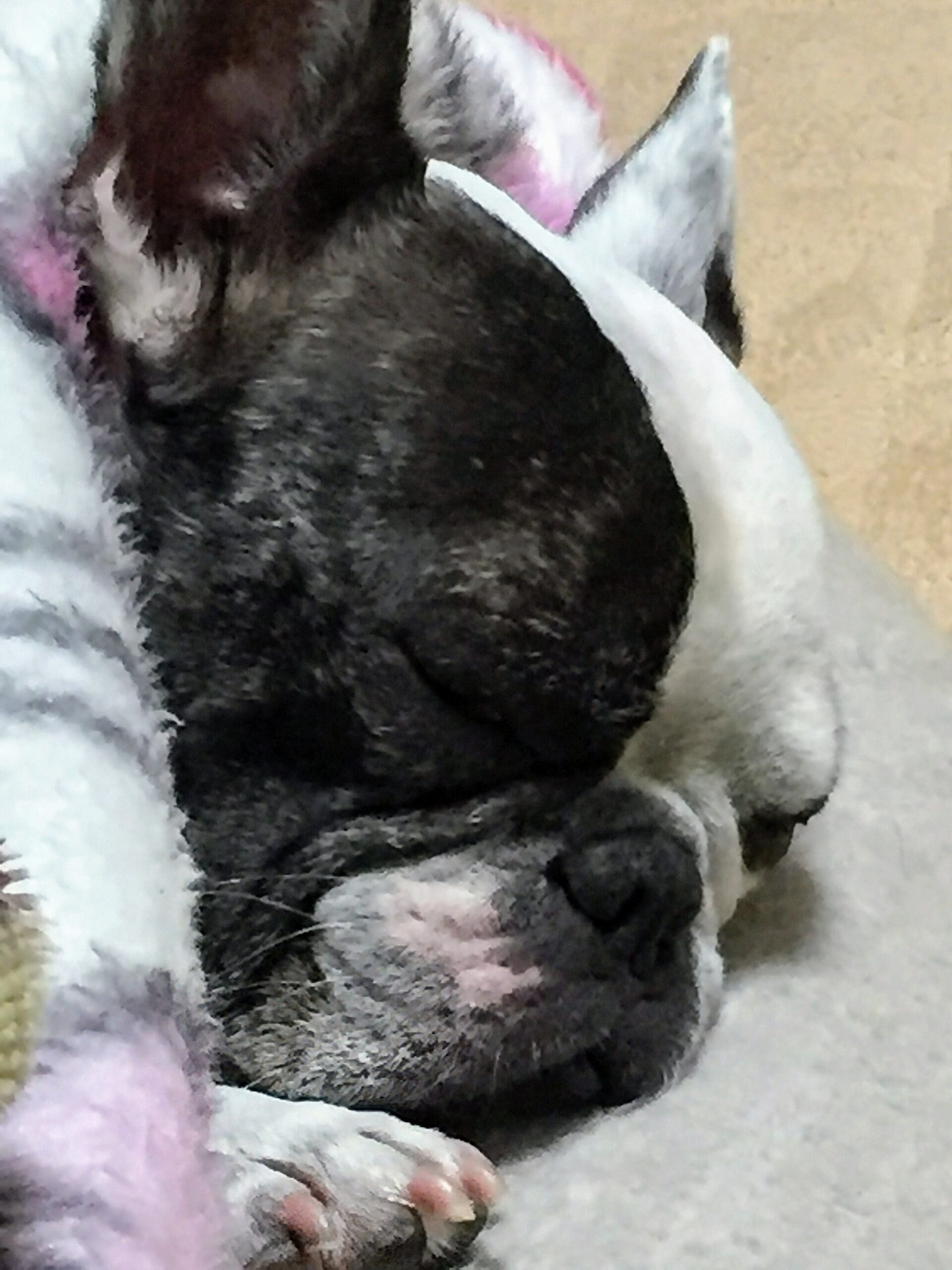 こころみたすペット思い出セレモニーにて葬儀したペットちゃん | タルトくん