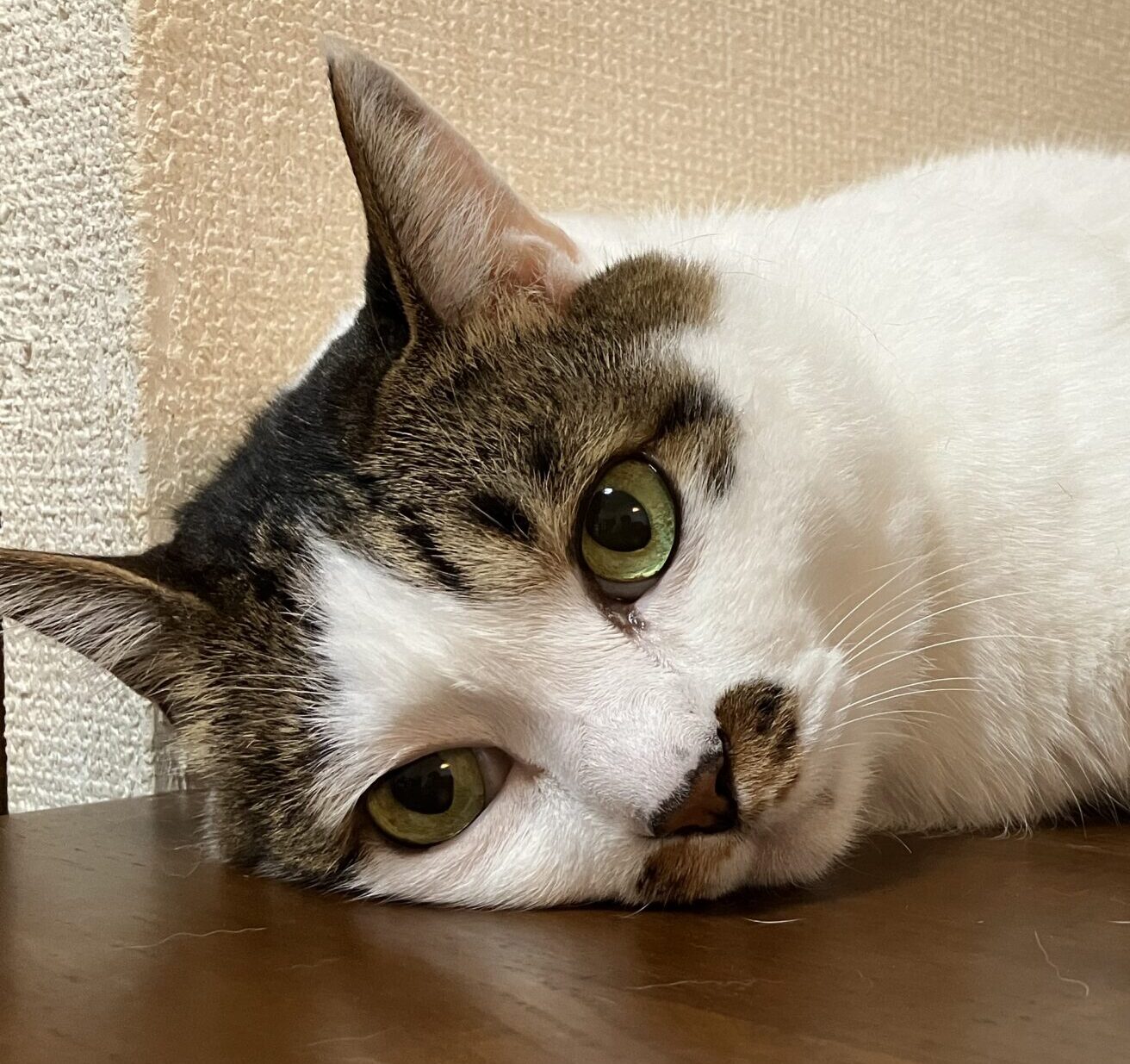 こころみたすペット思い出セレモニーにて葬儀したペットちゃん | るーぴんくん