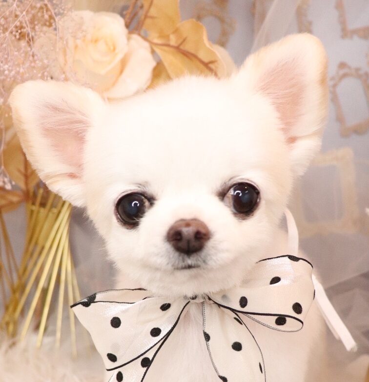こころみたすペット思い出セレモニーにて葬儀したペットちゃん | ありすちゃん