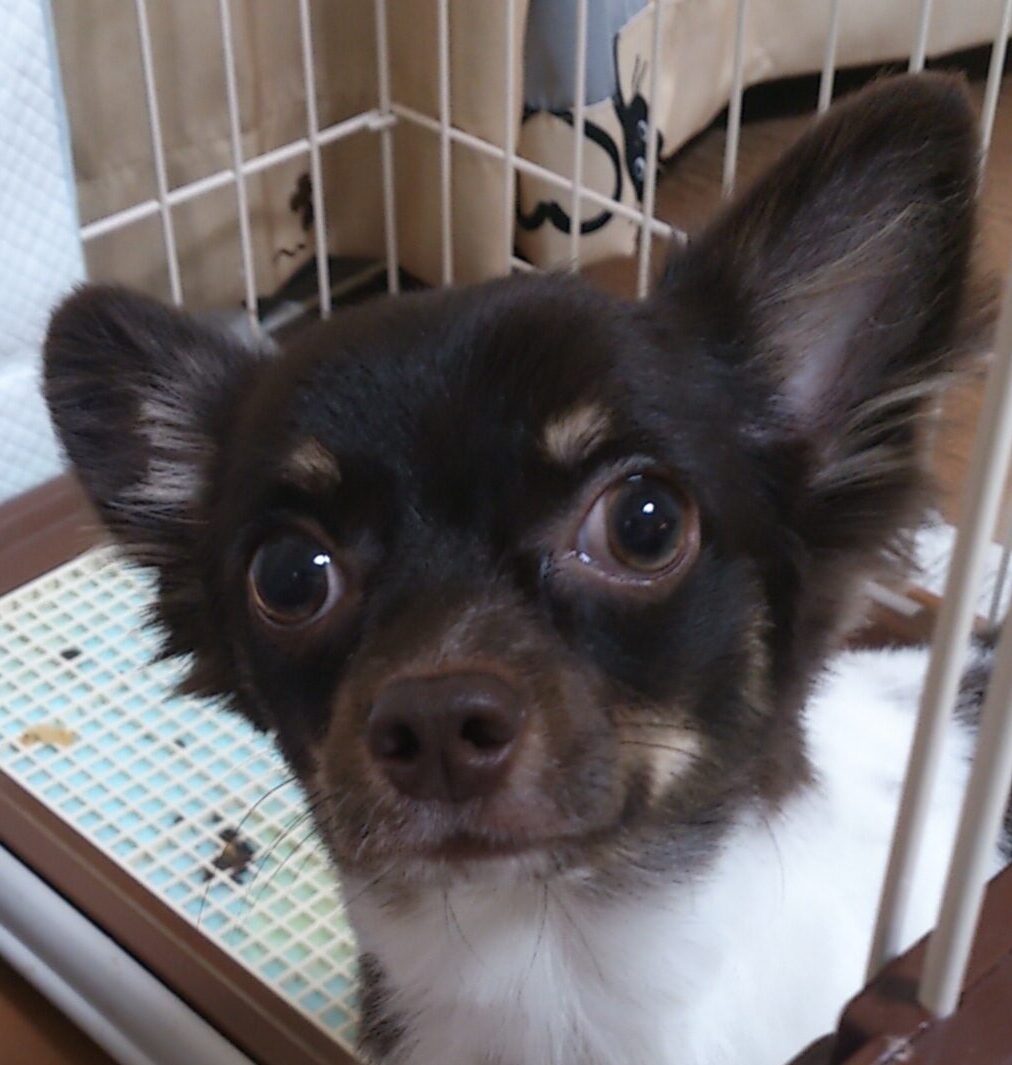 こころみたすペット思い出セレモニーにて葬儀したペットちゃん | マロンくん