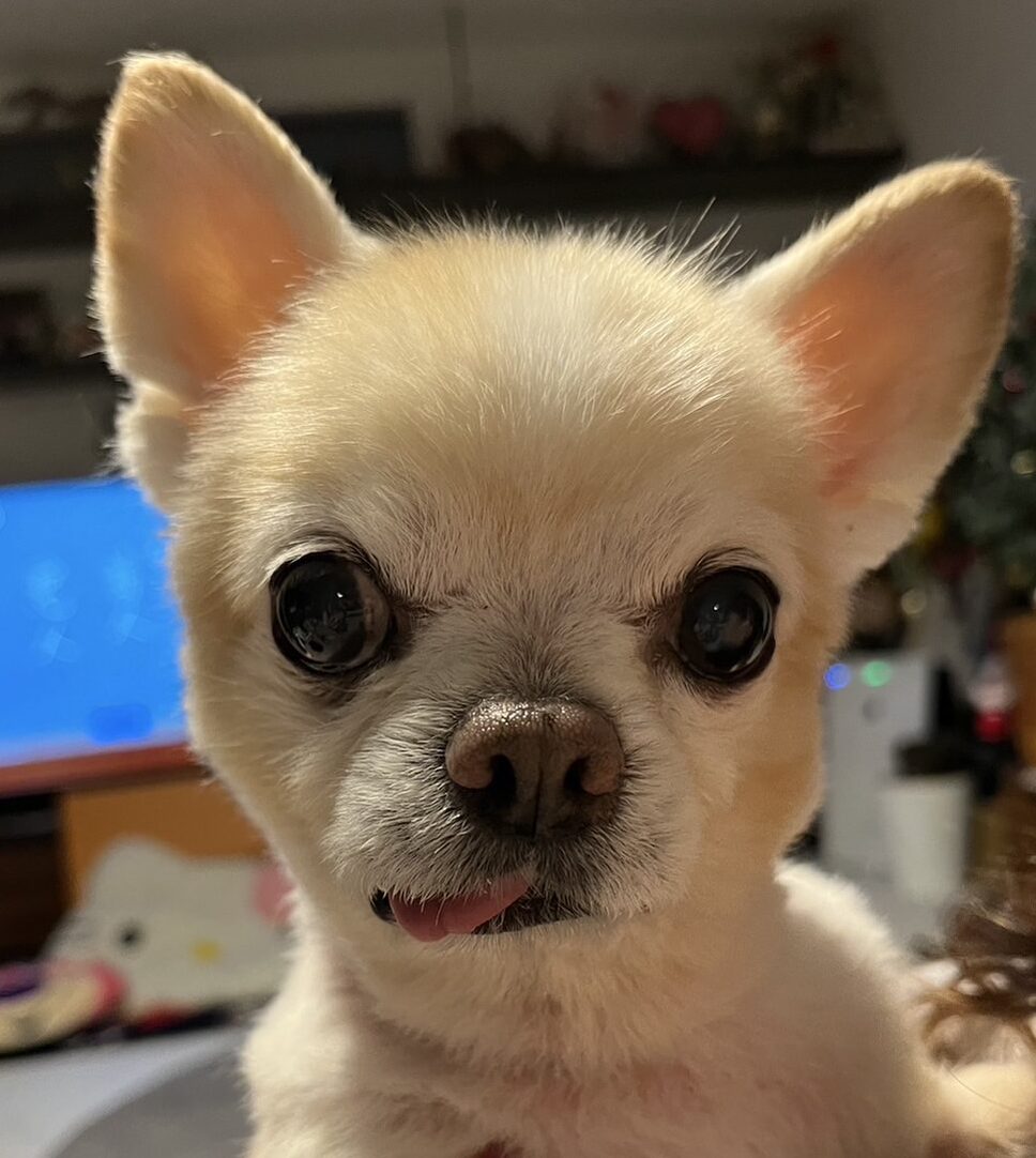 こころみたすペット思い出セレモニーにて葬儀したペットちゃん | のんくん