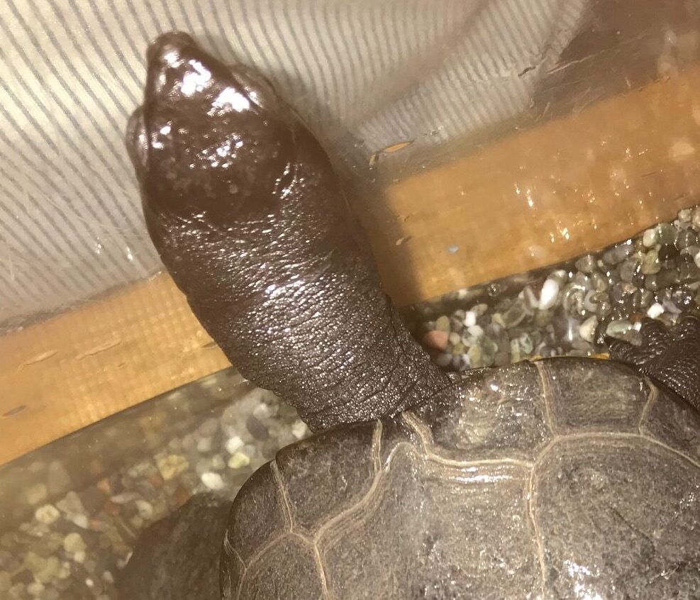 こころみたすペット思い出セレモニーにて葬儀したペットちゃん | チャーリーくん