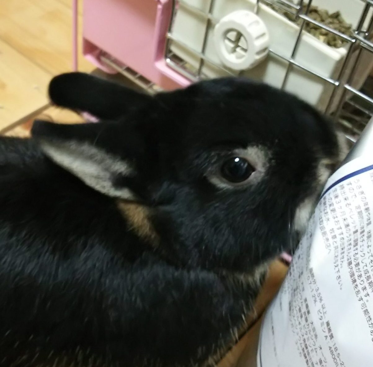 こころみたすペット思い出セレモニーにて葬儀したペットちゃん | みかんくん