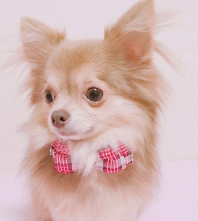 こころみたすペット思い出セレモニーにて葬儀したペットちゃん | ヴィヴィちゃん