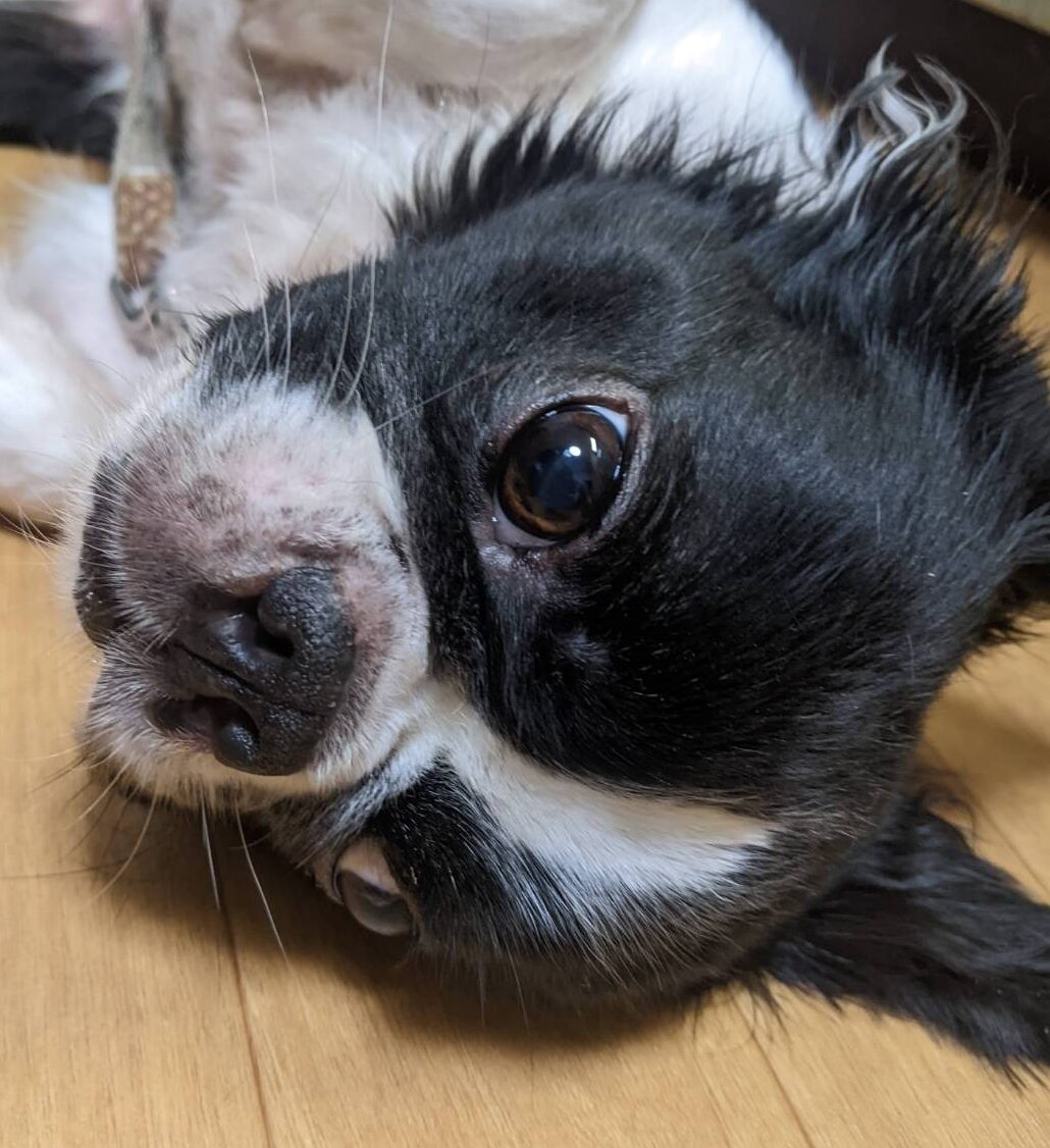 こころみたすペット思い出セレモニーにて葬儀したペットちゃん | おぼろちゃん