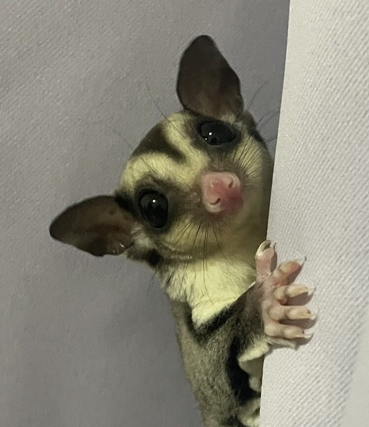 こころみたすペット思い出セレモニーにて葬儀したペットちゃん | ゆむぎくん