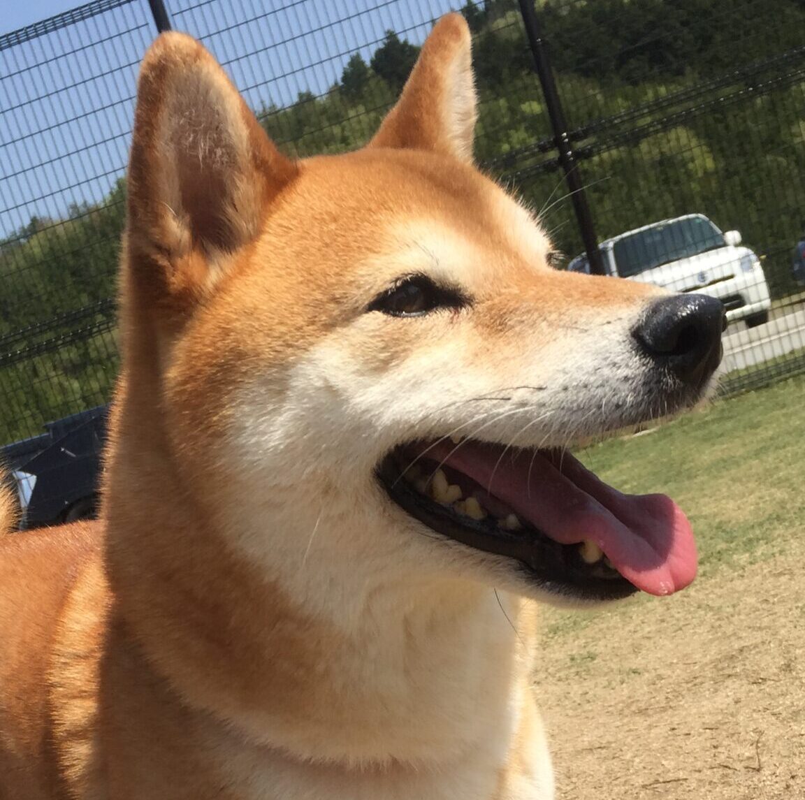 こころみたすペット思い出セレモニーにて葬儀したペットちゃん | ちびちゃん