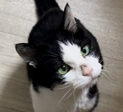 こころみたすペット思い出セレモニーにて葬儀したペットちゃん | ルーちゃん