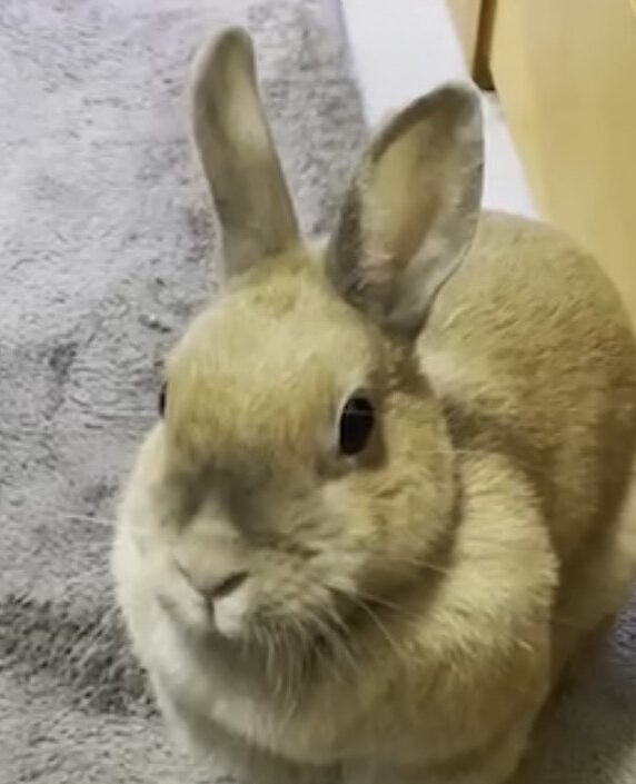 こころみたすペット思い出セレモニーにて葬儀したペットちゃん | うーちゃん
