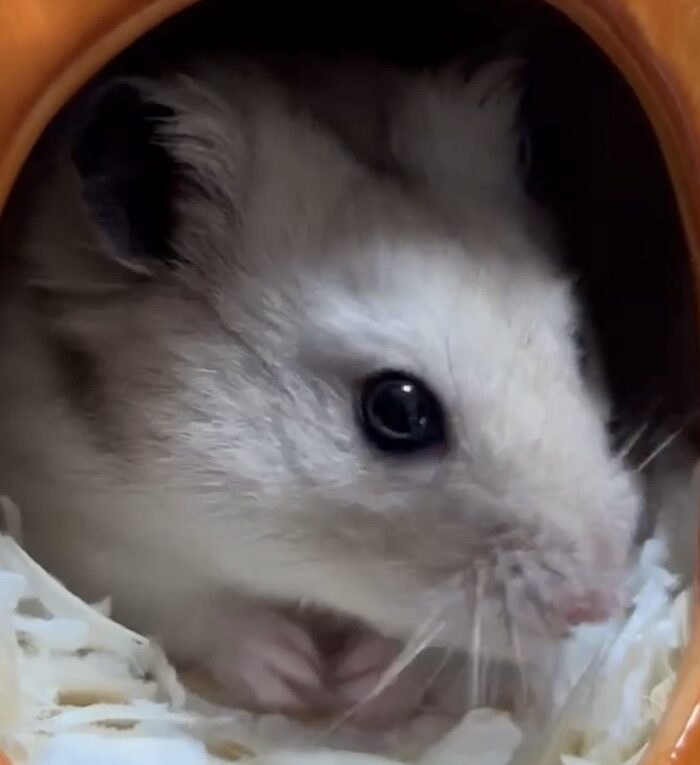 こころみたすペット思い出セレモニーにて葬儀したペットちゃん | 万寿くん