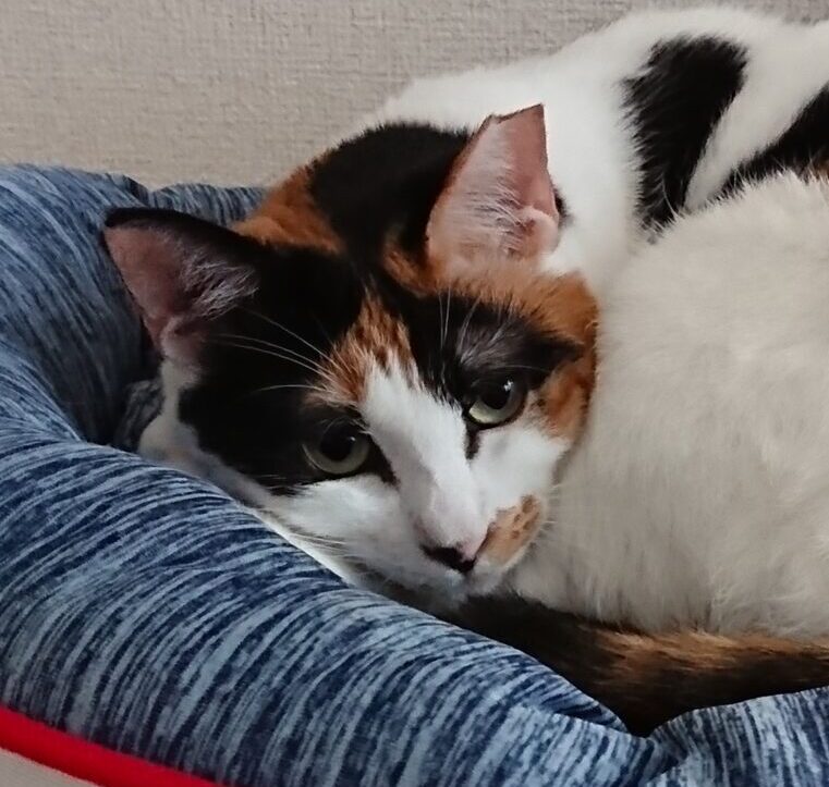 こころみたすペット思い出セレモニーにて葬儀したペットちゃん | 千代ちゃん