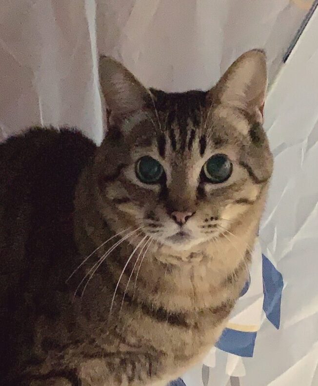 こころみたすペット思い出セレモニーにて葬儀したペットちゃん | シャンクくん