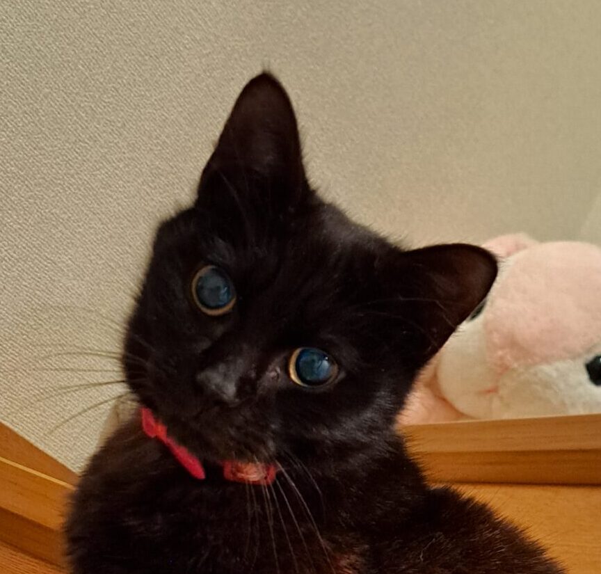 キキくん | こころみたす ペット思い出セレモニー