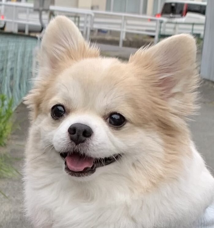 こころみたすペット思い出セレモニーにて葬儀したペットちゃん | ココアくん