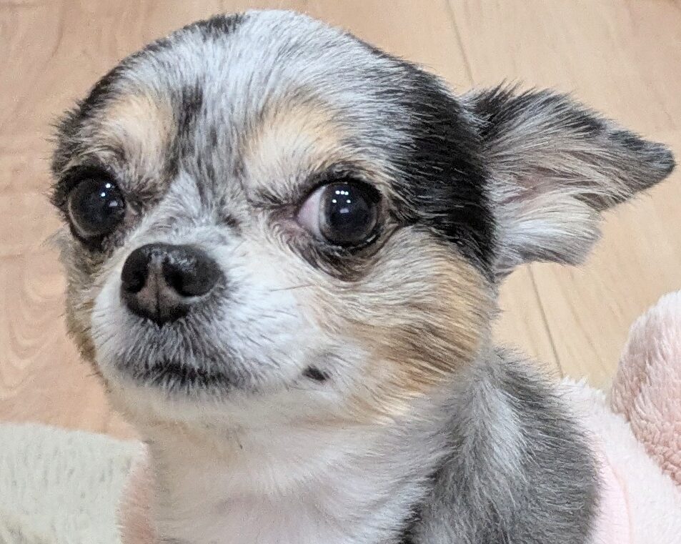 こころみたすペット思い出セレモニーにて葬儀したペットちゃん | リンちゃん