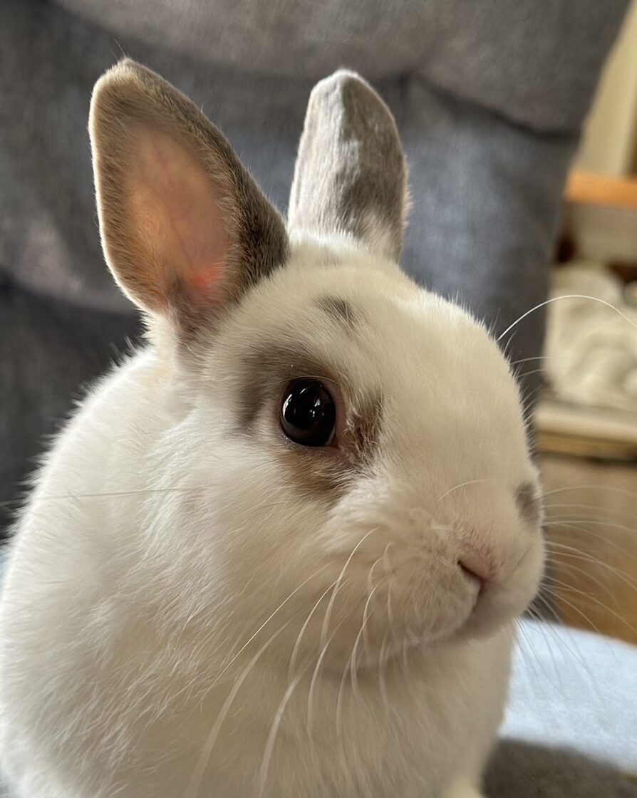こころみたすペット思い出セレモニーにて葬儀したペットちゃん | こがれくん