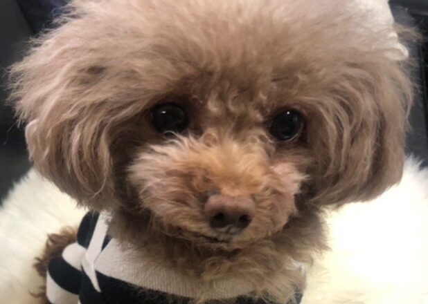こころみたすペット思い出セレモニーにて葬儀したペットちゃん | ニコリちゃん
