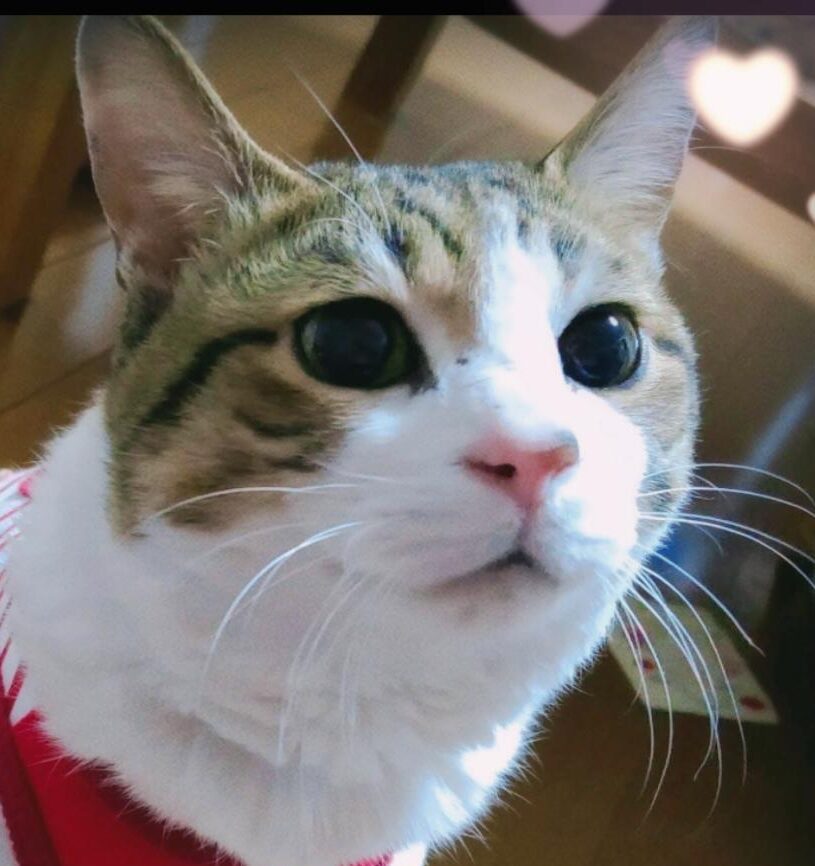 ちびくん | こころみたす ペット思い出セレモニー