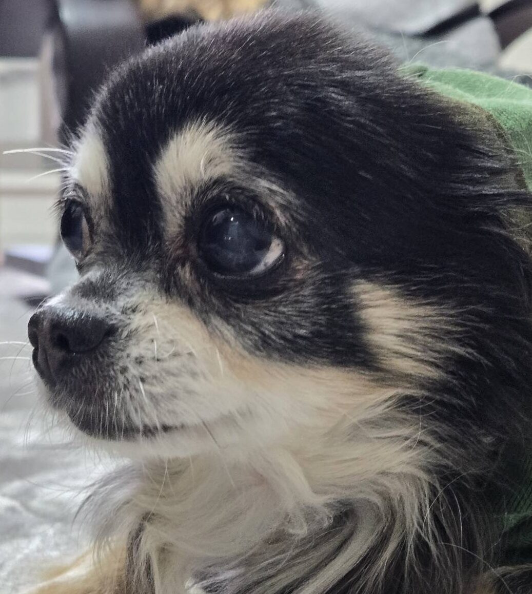こころみたすペット思い出セレモニーにて葬儀したペットちゃん | ウニちゃん