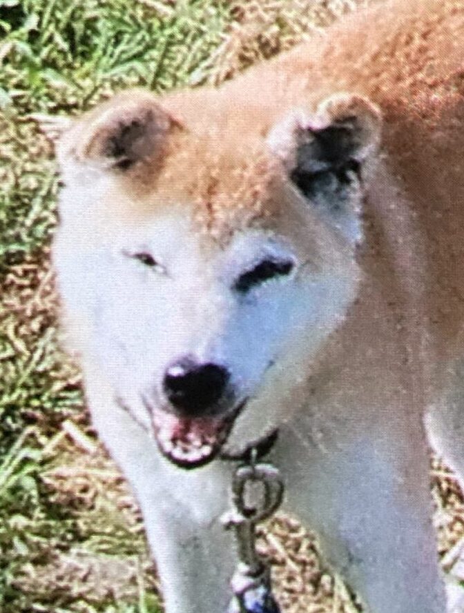 こころみたすペット思い出セレモニーにて葬儀したペットちゃん | 涅里ちゃん