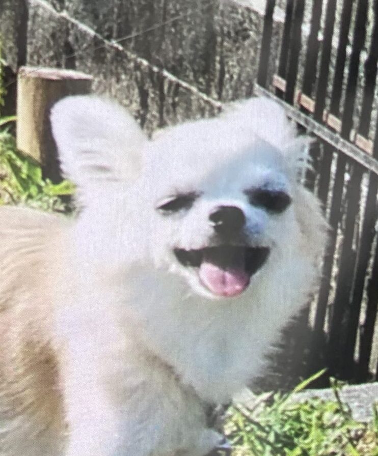 こころみたすペット思い出セレモニーにて葬儀したペットちゃん | 真理心ちゃん