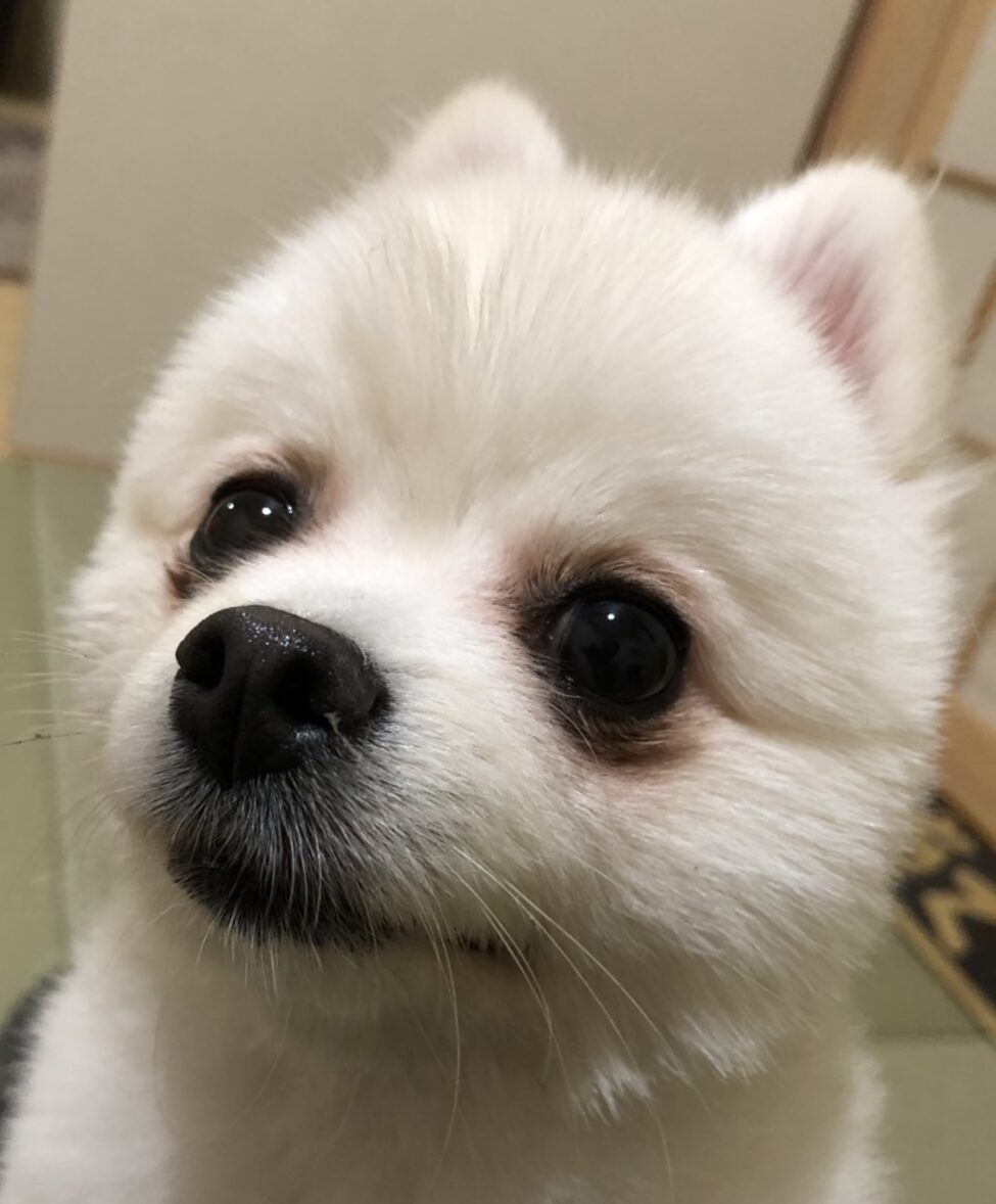 こころみたすペット思い出セレモニーにて葬儀したペットちゃん | こじろうちゃん