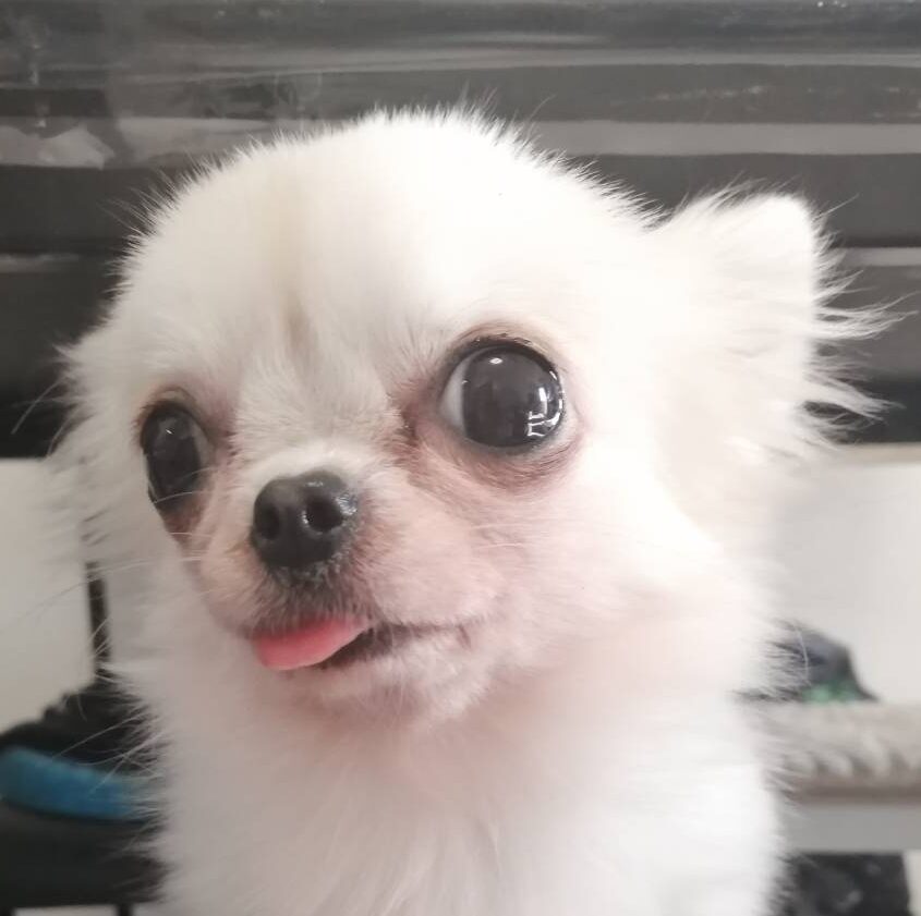 こころみたすペット思い出セレモニーにて葬儀したペットちゃん | アリスちゃん