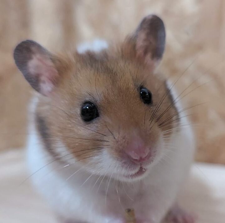 こころみたすペット思い出セレモニーにて葬儀したペットちゃん | もみじくん