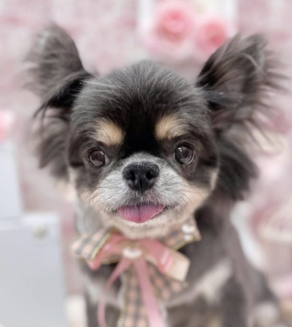 こころみたすペット思い出セレモニーにて葬儀したペットちゃん | レンくん
