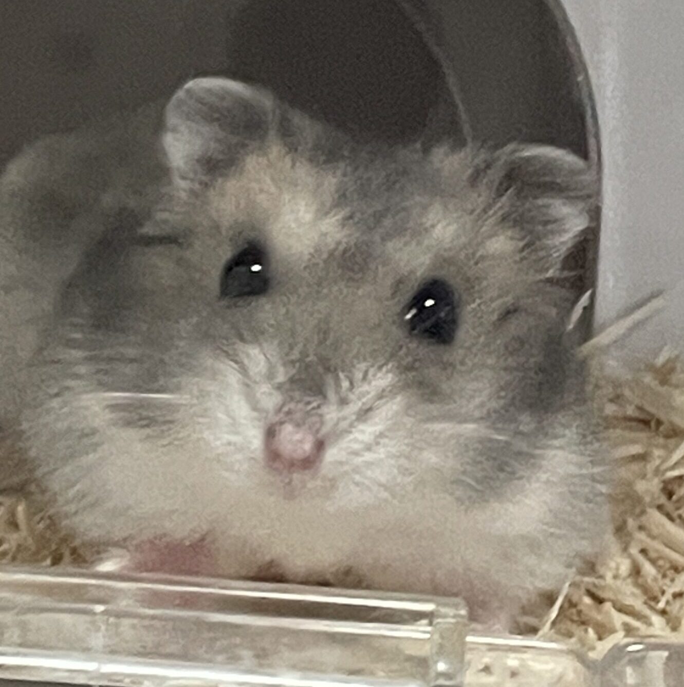 こころみたすペット思い出セレモニーにて葬儀したペットちゃん | テンちゃん