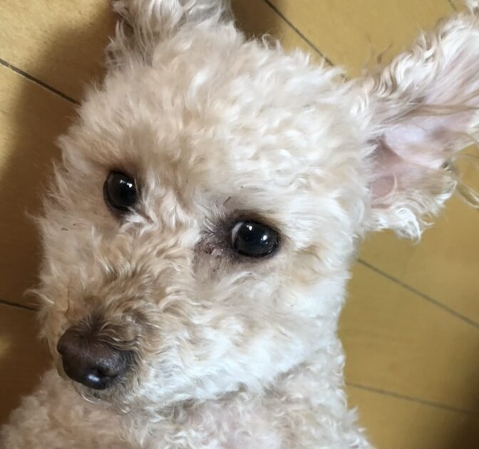 ジャスミンちゃん | こころみたす ペット思い出セレモニー