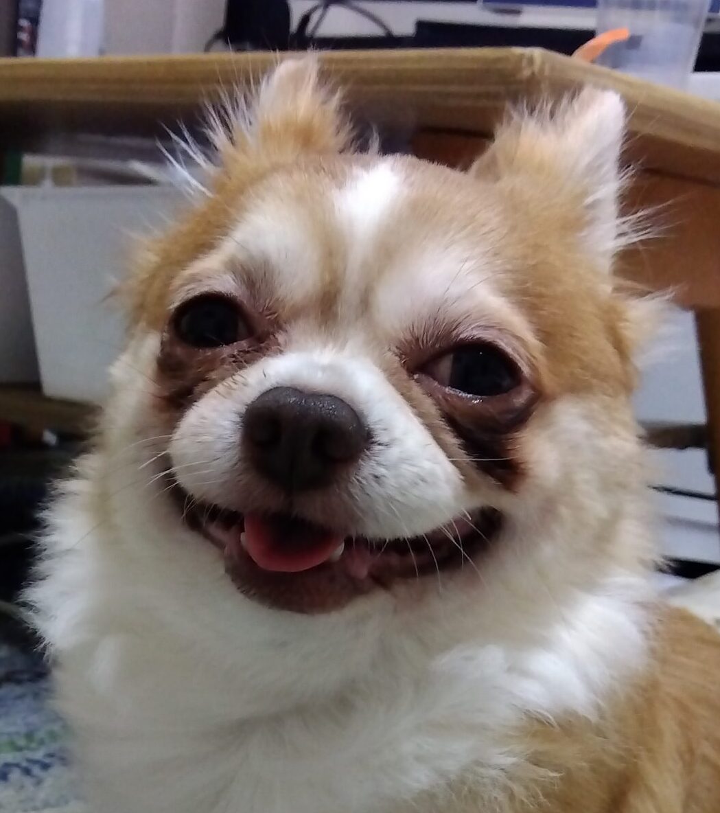 こころみたすペット思い出セレモニーにて葬儀したペットちゃん | 力男くん