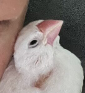 こころみたすペット思い出セレモニーにて葬儀したペットちゃん | サムちゃん