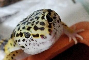 こころみたすペット思い出セレモニーにて葬儀したペットちゃん | ぽてとくん
