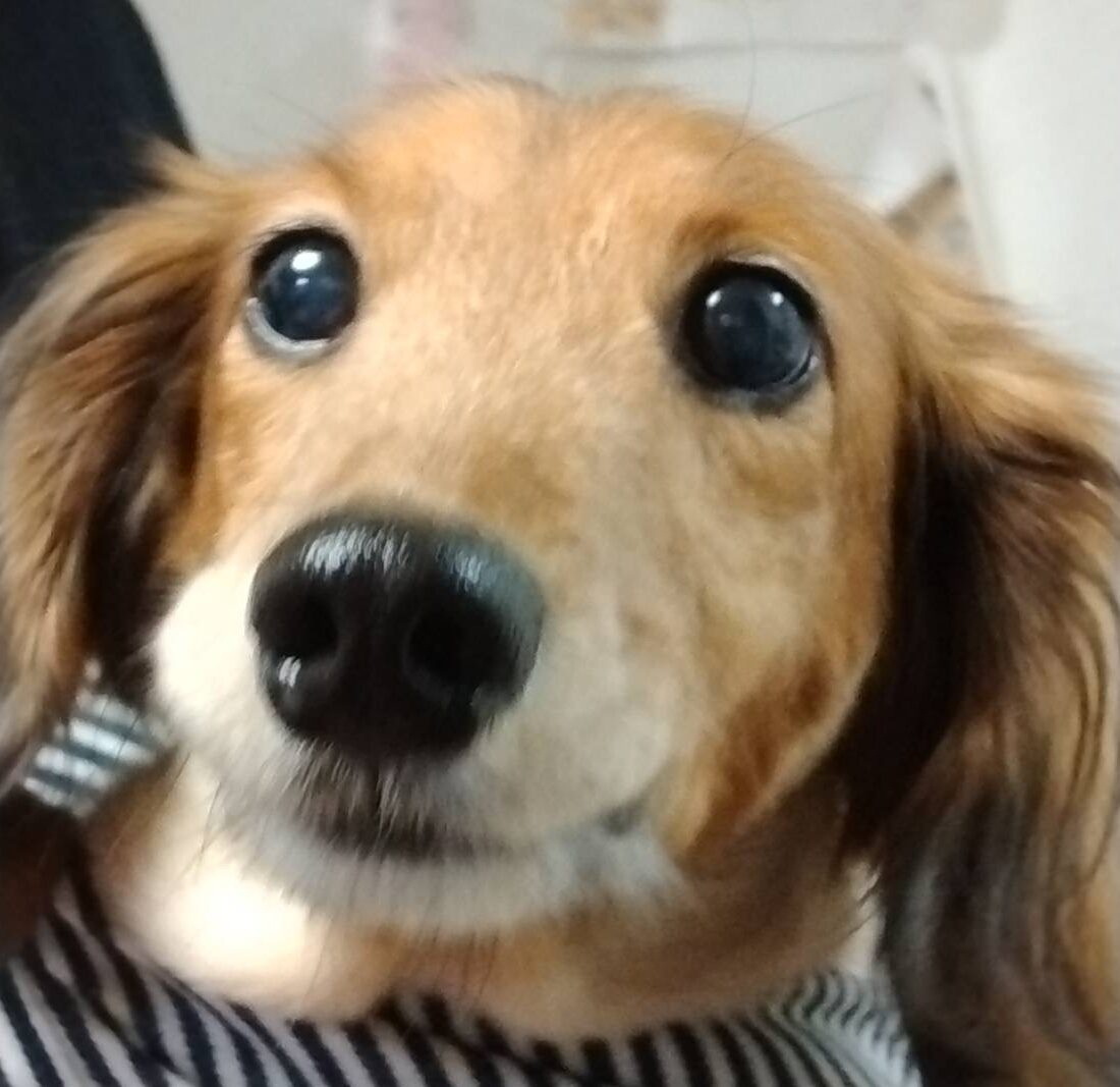 こころみたすペット思い出セレモニーにて葬儀したペットちゃん | よさくくん