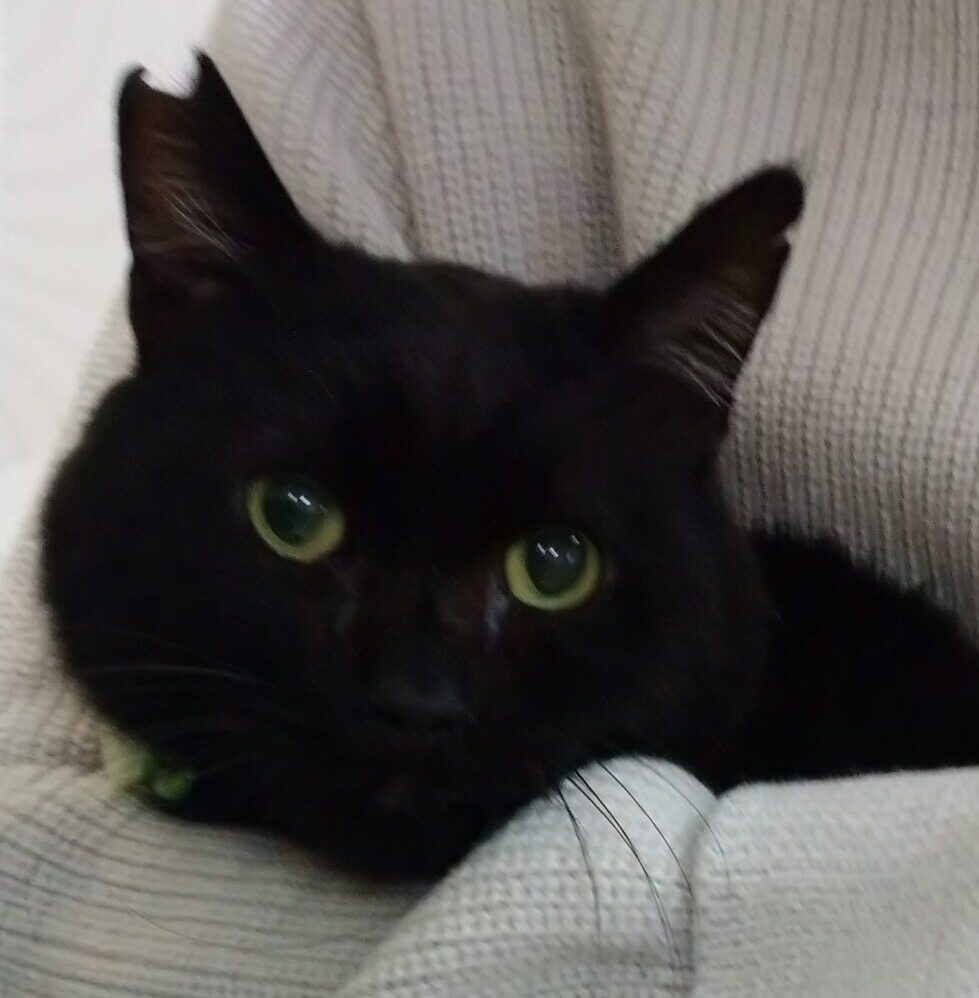 こころみたすペット思い出セレモニーにて葬儀したペットちゃん | 黒っぺくん