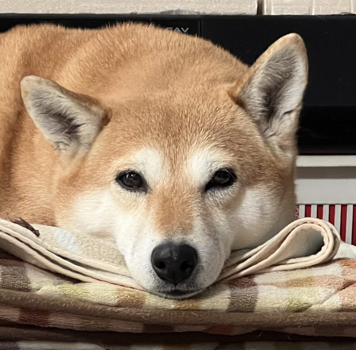こころみたすペット思い出セレモニーにて葬儀したペットちゃん | ひまわりちゃん