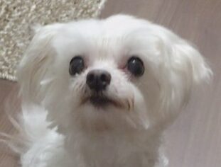 こころみたすペット思い出セレモニーにて葬儀したペットちゃん | そらちゃん