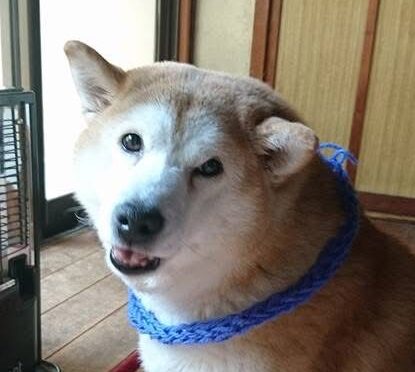 こころみたすペット思い出セレモニーにて葬儀したペットちゃん | ポピーちゃん