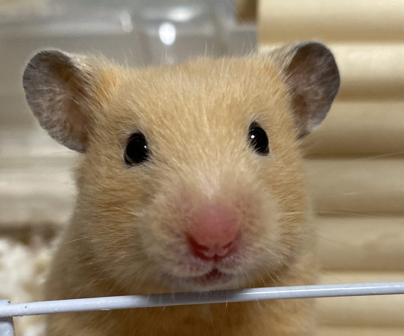 ハム子ちゃん | こころみたす ペット思い出セレモニー