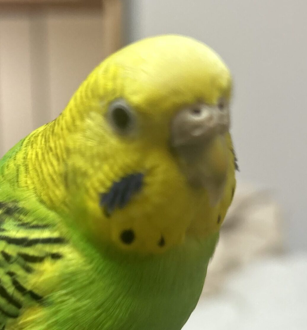 こころみたすペット思い出セレモニーにて葬儀したペットちゃん | ラッペちゃん