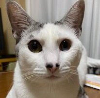 こころみたすペット思い出セレモニーにて葬儀したペットちゃん | さばくん