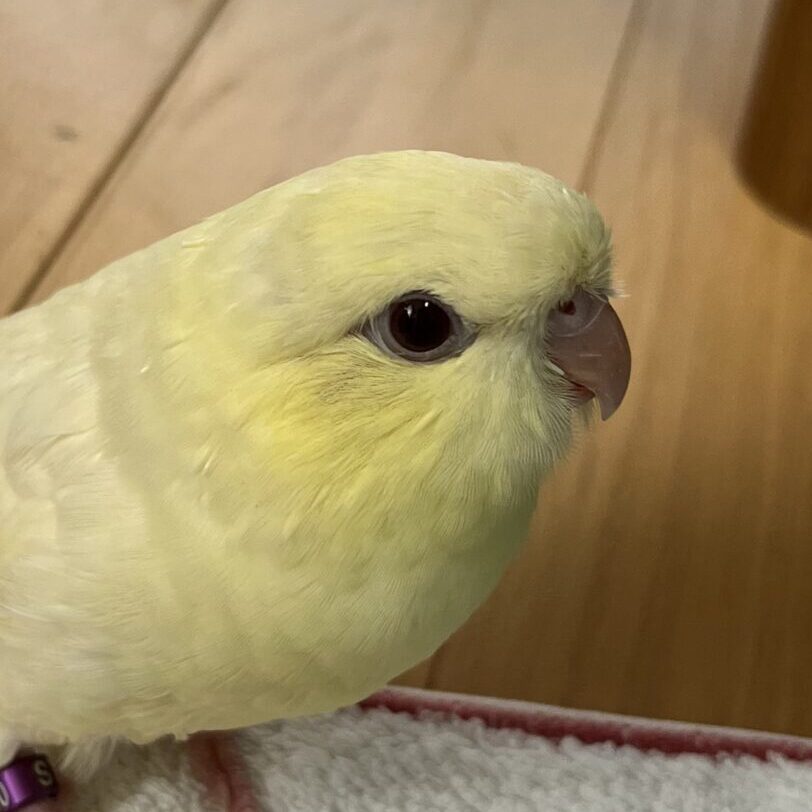 こころみたすペット思い出セレモニーにて葬儀したペットちゃん | ピッピちゃん