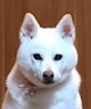 まゆちゃん | こころみたす ペット思い出セレモニー