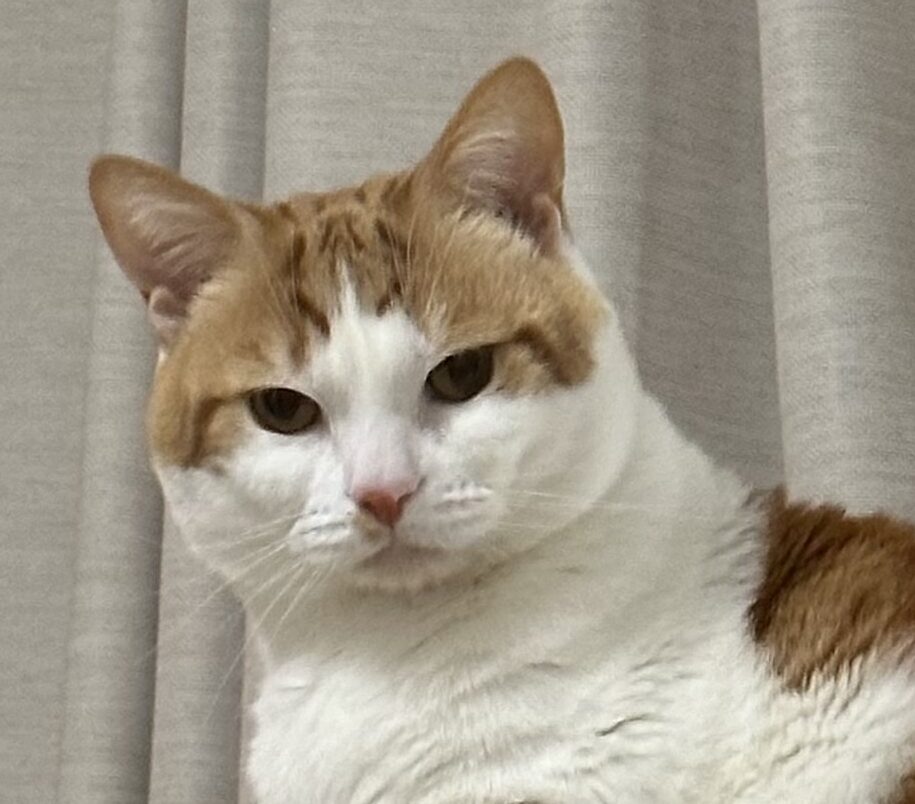 ハクくん | こころみたす ペット思い出セレモニー