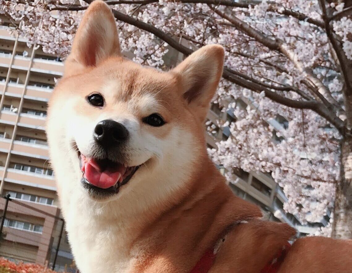 ななちゃん | こころみたす ペット思い出セレモニー